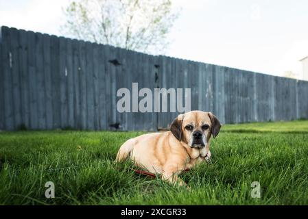 Chien Sweet Puggle couché dans l'herbe devant une clôture altérée Banque D'Images