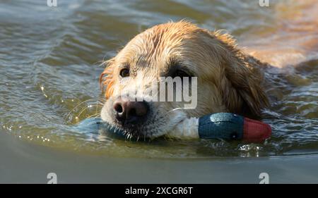 Chien Golden Retriever tenant un canard et baignant dans la rivière. Animal mouillé de Labrador Doggy dans l'eau du lac avec oiseau en caoutchouc Banque D'Images