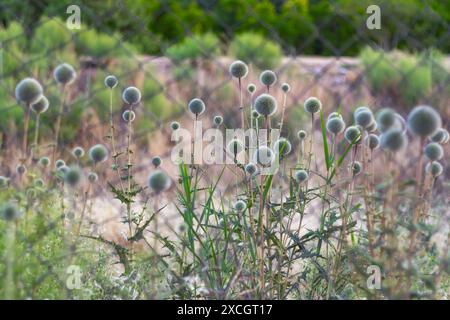 Chardon globe dans un champ. Banque D'Images