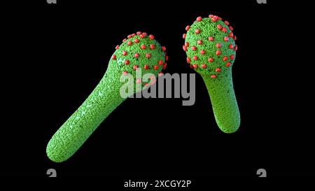 3d rendu du cycle de vie du baculovirus sont connus pour infecter les insectes, le virus bourgeonné (BV) est libéré des cellules hôtes infectées Banque D'Images