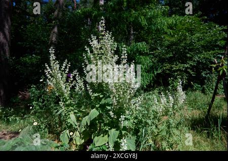 Natur Garten Muskateller-Salbei Bluehender Muskatellersalbei Salvia sclarea in einem Bauerngarten. Die enjaehrige Staude wird auch Muskat-Salbei, Roemischer Salbei, Scharlei, Scharlauch und Scharlachkraut genannt. Die Pflanze stammt aus der Gattung Salbei Salvia in der Familie der Lippenbluetler Lamiaceae und wird als Heilpflanze und Gewuerz genutzt. Bluehender Muskatellersalbei ist eine der wichtigsten Nahrungsquellen der vom Aussterben Bedrohten Holzbienen. 16.6.2024 *** jardin nature sauge muscat sauge bleu clary Salvia sclarea dans un jardin de chalet la vivacité annuelle est également connue sous le nom de muscat Banque D'Images