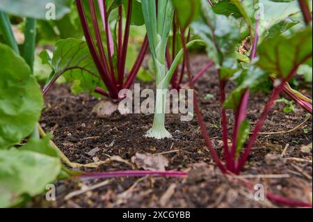 Natur Mischkultur Rote Beete Gemueseanbau im eigenen Garten. Rote Beete in einem Mischkulturbeet mit Zwiebeln und Salat. In einem Mischkulturbeet unterstuetzen sich verschiedene Pflanzen beim Wuchs gegenseitig und schuetzen sich unter anderem vor Schaedlingen. 16.6.2024 *** nature culture mixte betterave culture de légumes dans votre propre jardin betterave dans un lit de culture mixte avec des oignons et de la laitue dans un lit de culture mixte, différentes plantes se soutiennent mutuellement la croissance et se protègent mutuellement des parasites, entre autres 16 6 2024 Banque D'Images