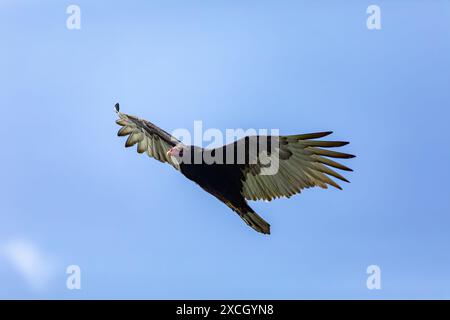 Vautours de dinde volante (Cathartes aura), le plus répandu des vautours du Nouveau monde dans le genre Cathartes de la famille Cathartidae. La Guajira DEPARTM Banque D'Images