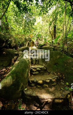 Sentier dans la forêt tropicale de la plus belle plage des Caraïbes, Playa Arenilla dans le parc national Tayrona, Colombie Colombie paysage Banque D'Images