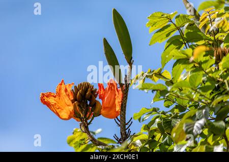 Spathodea, genre de la famille végétale des Bignoniaceae. Spathodea campanulata, communément connu sous le nom de tulipe africaine. Barichara Colombie Banque D'Images
