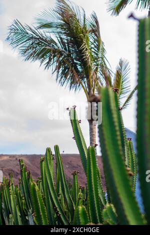 Un palmier oscille dans le vent, ses frondes atteignant le ciel, tandis qu'un fourré de cactus se tient haut et fier au premier plan. Banque D'Images