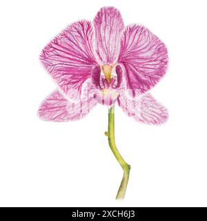 Illustration aquarelle de fleur d'orchidée rose, dessinée à la main Banque D'Images