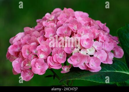 Hydrangea macrophylla Little Pink, fleur hortensia, gros plan. Floraison complète. Isolé sur un fond vert naturel. Trencin, Slovaquie Banque D'Images