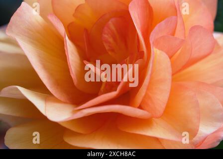 Fleur de bégonia, gros plan. Floraison complète. Détail des pétales en rouge orange. Motif abstrait, fond naturel. Trencin, Slovaquie Banque D'Images