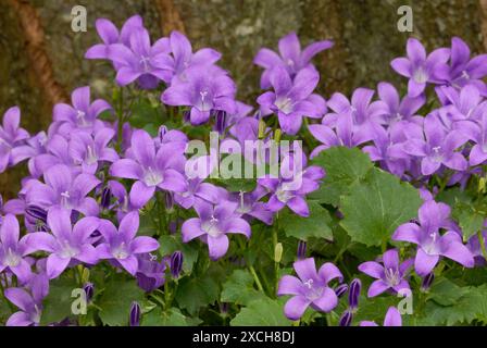 Campanula glomerata, fleurs de Bellflower en grappe, gros plan. Floraison complète. Plante ornementale de jardin. Fond de floraison naturelle. Trencin, Slovaquie Banque D'Images