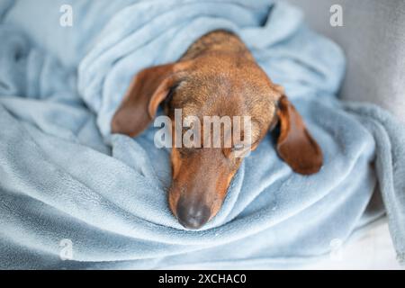Un dachshund aux cheveux rouges repose dans un lit gris. Dachshund dormant dans le lit. Espagne Banque D'Images