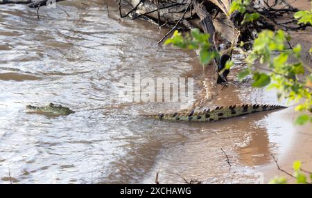 Un jeune crocodile du Nil repose sur les rives de la Grande rivière Ruaha. Les eaux de fond et la végétation riveraine aident à protéger les jeunes des grands adultes Banque D'Images