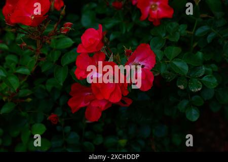 Gros plan des fleurs rouges de la rose d'arbuste de jardin fleuri de répétition d'été rosa jactoose. Banque D'Images