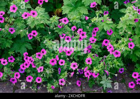 Gros plan des fleurs magenta avec un oeil noir de la plante herbacée vivace rustique géranium psilostemon. Banque D'Images