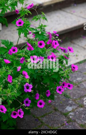 Gros plan des fleurs magenta avec un oeil noir de la plante herbacée vivace rustique géranium psilostemon. Banque D'Images