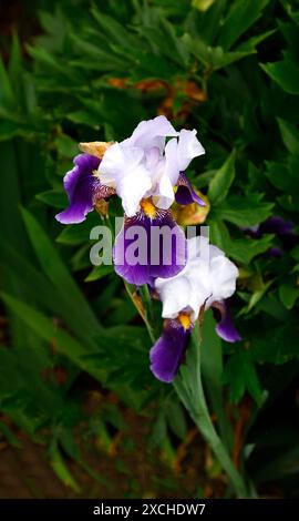 Gros plan de la fleur violet foncé bleu lavande et de la barbe jaune de l'iris barbu herbacé du jardin pérenne, Iris Braithwaite. Banque D'Images