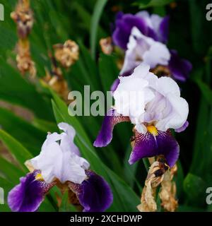 Gros plan de la fleur violet foncé bleu lavande et de la barbe jaune de l'iris barbu herbacé du jardin pérenne, Iris Braithwaite. Banque D'Images