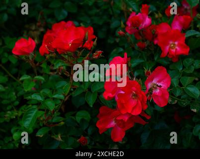 Gros plan des fleurs rouges de la rose d'arbuste de jardin fleuri de répétition d'été rosa jactoose. Banque D'Images