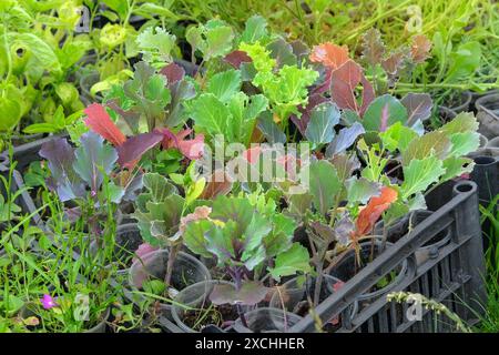 Les semis de chou sont préparés pour la plantation dans le jardin de la ferme. Jardin rural. Campagne. Banque D'Images