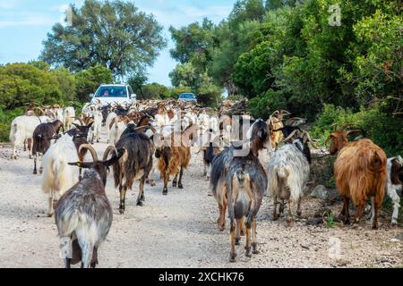 Voitures arrêtées par un troupeau de chèvres sur une route rurale dans les montagnes du Supramonte, île de Sardaigne, Italie Banque D'Images