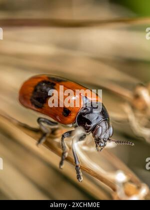 Photo macro d'un coléoptère de sac de fourmis assis sur une plante sèche Banque D'Images