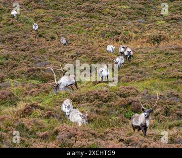 Renne marchant dans le fichier sur un flanc de montagne Cairngorm Banque D'Images