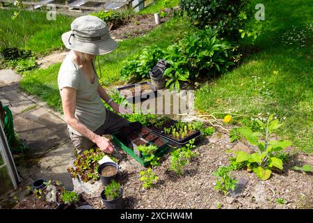 Femme plus âgée personne plus âgée jardinage plantant des semis en croissance sur des plateaux dans de plus grands pots printemps mai jardin Carmarthenshire pays de Galles UK KATHY DEWITT Banque D'Images