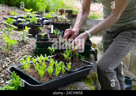 Femme plus âgée personne plus âgée jardinage plantant des semis en croissance sur des plateaux dans de plus grands pots printemps mai jardin Carmarthenshire pays de Galles UK KATHY DEWITT Banque D'Images