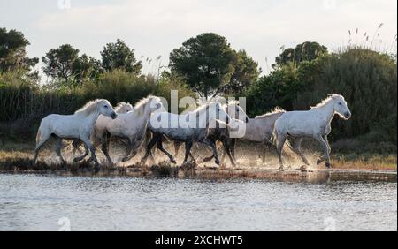 Les chevaux blancs de Camargue Banque D'Images