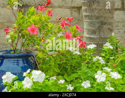 Plantes en pot sur le patio Hamilton Bermudes Banque D'Images