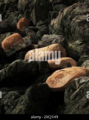 Rochers riverains. Parc national d'Acadia, Maine Banque D'Images