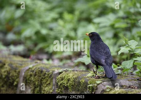 Blackbird commun mâle (Turdus merula) à droite de l'image, vue arrière avec la tête tournée vers la gauche, debout sur un mur recouvert de lichens contre un feuillage vert Banque D'Images