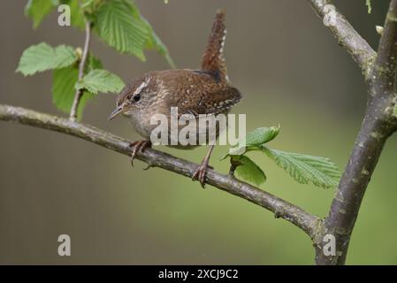 Winter Wren (troglodytes troglodytes) perché dans profil gauche, regardant vers le bas d'une branche sur un fond gris plain, prise dans le Staffordshire, Royaume-Uni Banque D'Images