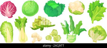 Différents choux. Types de chou de bande dessinée, chou-fleur crucifère brocoli vert laitue frisé chou-rave chinois variété légumes légumes pour salade, illustration vectorielle soignée du vert de récolte sain Illustration de Vecteur