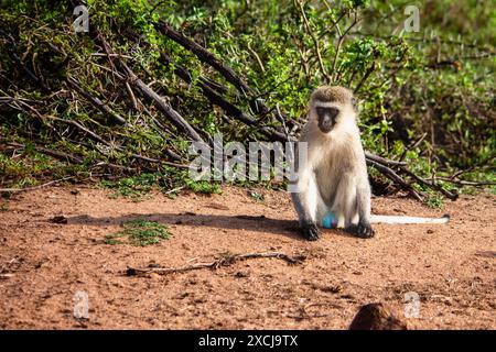 Un singe vervet mâle assis sur le sol dans le Masai Mara, Kenya Banque D'Images