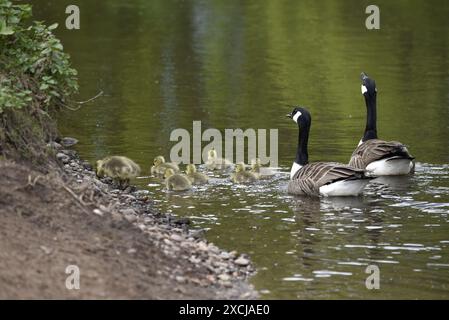 Deux bernaches du Canada adultes (Branta canadensis) avec huit Goslings nageant loin de la caméra, visages visibles, près d'un banc de rivière dans le Staffordshire, Royaume-Uni Banque D'Images