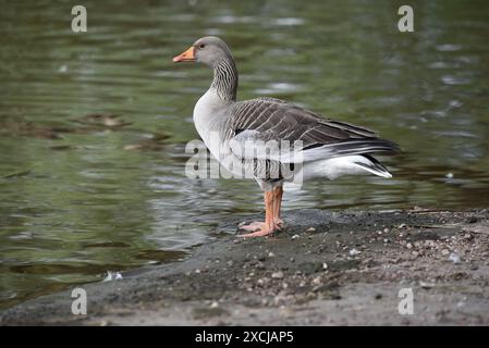 Gros plan d'une oie de Greylag (Anser anser) debout en profil gauche regardant au-dessus d'un lac ondulé, depuis le bord de la banque, prise au Royaume-Uni en mai Banque D'Images