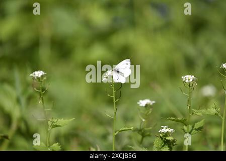 Femelle petit papillon blanc (Pieris rapae) vue d'en haut de Proboscis dans White Wildflower, prise un jour ensoleillé au Royaume-Uni en mai Banque D'Images