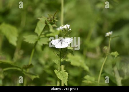 Femelle petit papillon blanc (Pieris rapae) vue du dessus, ailes ouvertes, face vers le haut image, avec deux taches visibles sur chaque aile antérieure, prises sur des fleurs blanches Banque D'Images