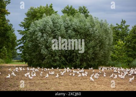 beaucoup de poulets blancs errants libres près des arbustes et des arbres aux pays-bas sur le jour venteux d'été Banque D'Images
