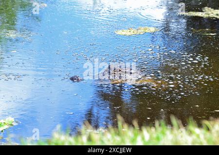 Une vue rapprochée de la tête d'un alligator émerge au-dessus de l'eau, glissant le long du bord du marais à Apopka Wildlife Drive en Floride. Banque D'Images