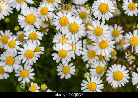 Une vue en grand angle des fleurs de camomille fleurissant au printemps, avec une mise au point sélective Banque D'Images