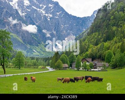 Pâturage prairie avec des bovins des hautes terres Logarska Dolina, Slovénie Banque D'Images