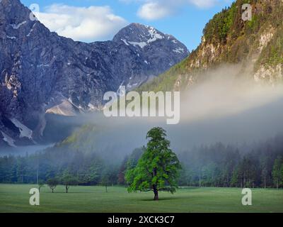 Pâturage prairie avec des bovins des hautes terres Logarska Dolina, Slovénie Banque D'Images