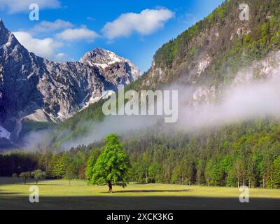 Pâturage prairie avec des bovins des hautes terres Logarska Dolina, Slovénie Banque D'Images