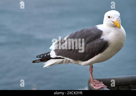 San Francisco, Californie, États-Unis d'Amérique - 14 juin 2024 : une mouette se tient sur une balustrade métallique devant une vue sur l'océan brumeuse *** Eine Möwe steht auf einem Metallgeländer vor einem nebligen Meeresblick Banque D'Images