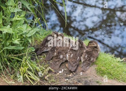 Couvée de poussins de canard mandarin (Aix galericulata) dans Richmond Park, Surrey Banque D'Images