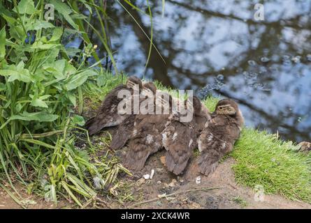 Couvée de poussins de canard mandarin (Aix galericulata) dans Richmond Park, Surrey Banque D'Images