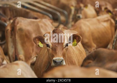 Mignonnes vaches Jersey dans une ferme au Danemark Banque D'Images