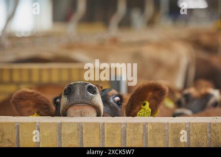 De jolies vaches Jersey curieuses dans une ferme moderne au Danemark. Gros plan Banque D'Images